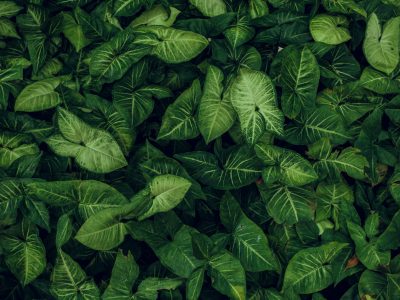 Green leaf texture. Leaf texture background